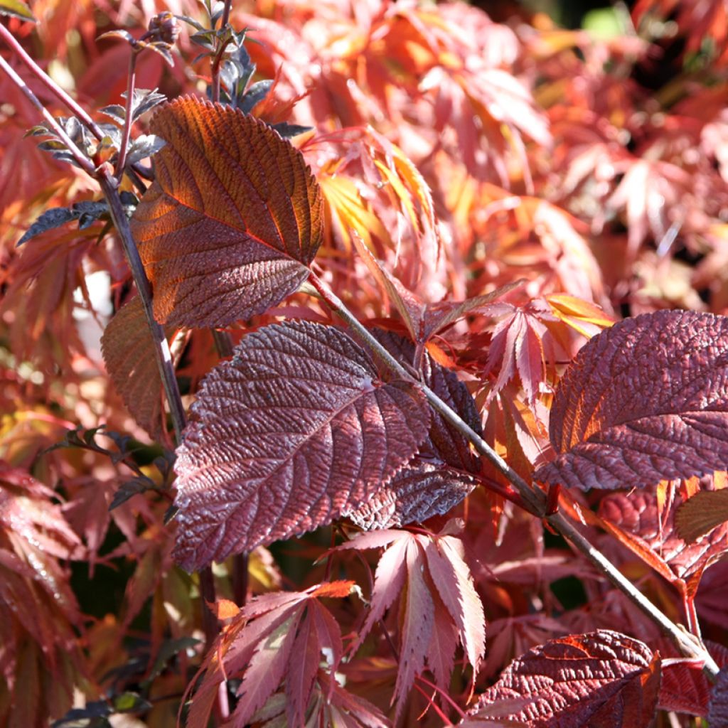 Viorne - Viburnum plicatum Grandiflorum