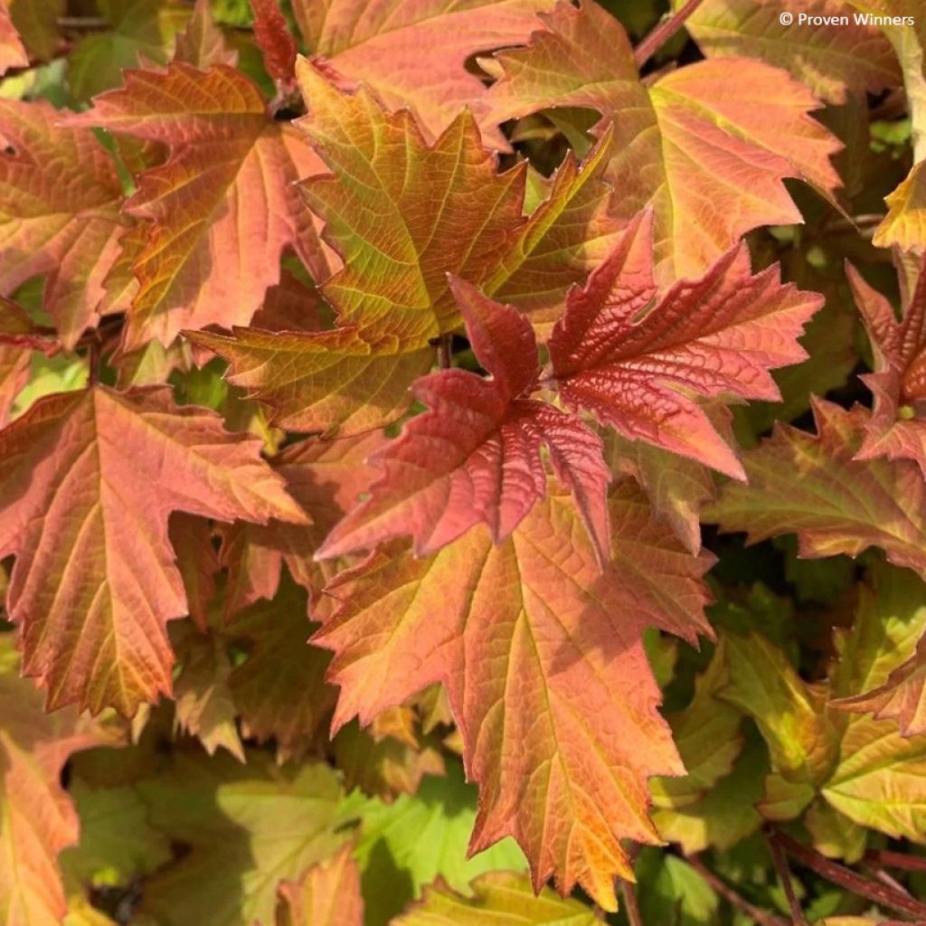 Viorne obier - Viburnum opulus Oh Canada