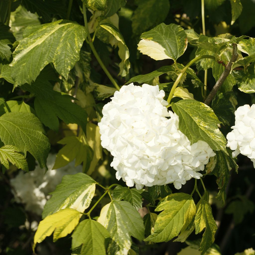 Viorne obier - Viburnum opulus Pechcin