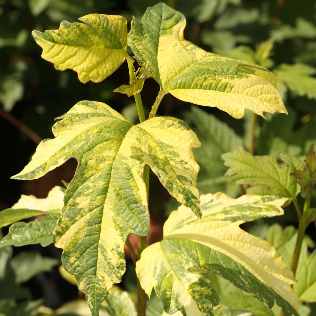 Viorne obier - Viburnum opulus Pechcin