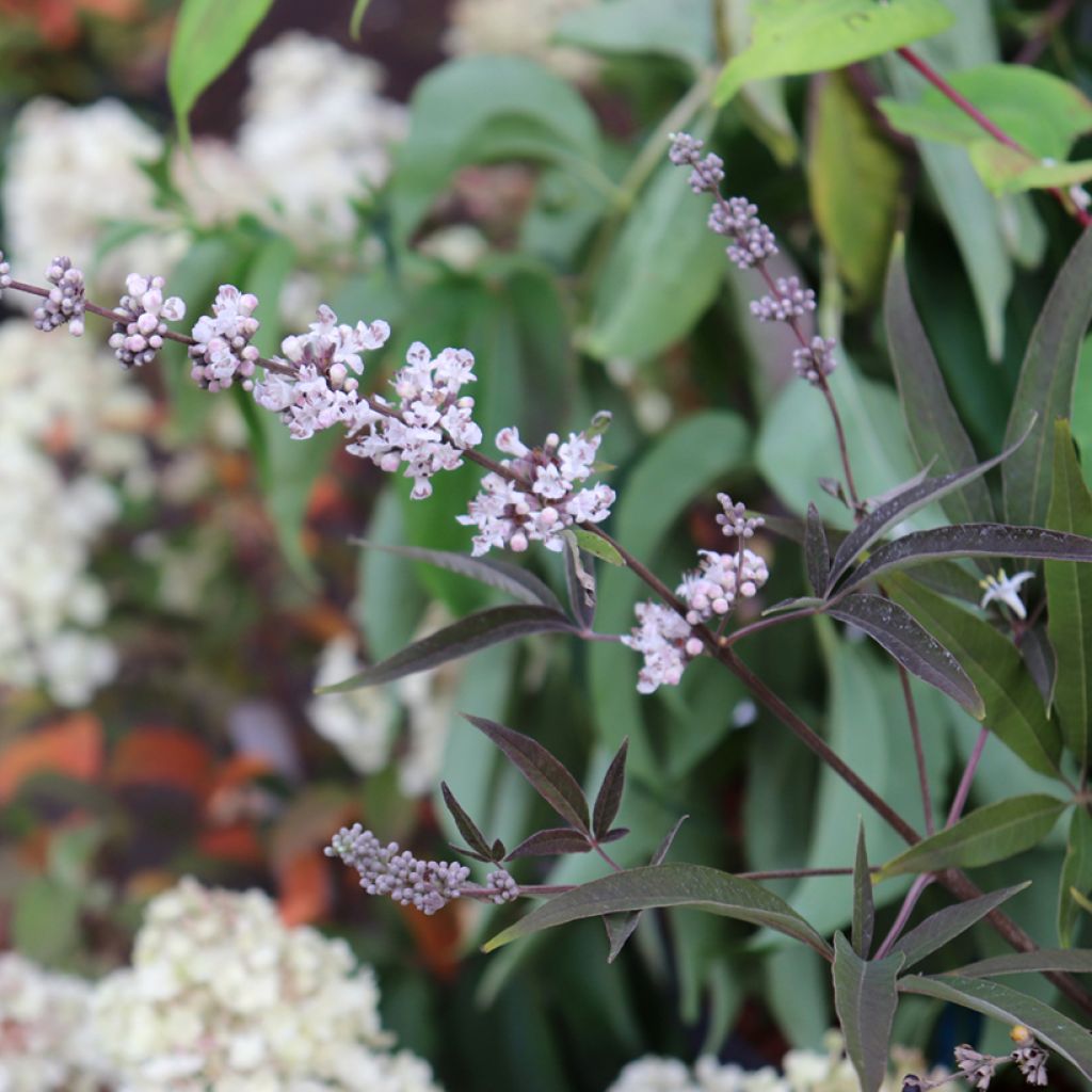 Vitex agnus-castus Albus - Gattilier blanc