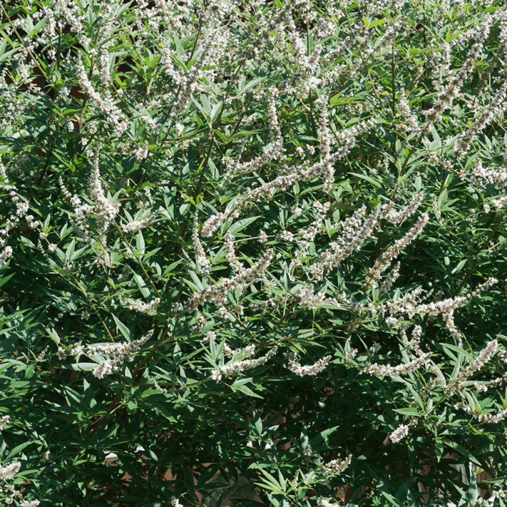 Vitex agnus-castus Albus - Gattilier blanc