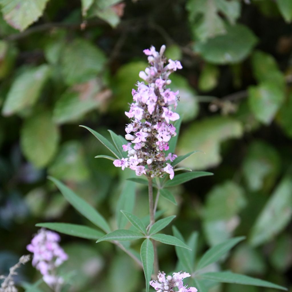 Vitex agnus-castus Pink Pinnacle