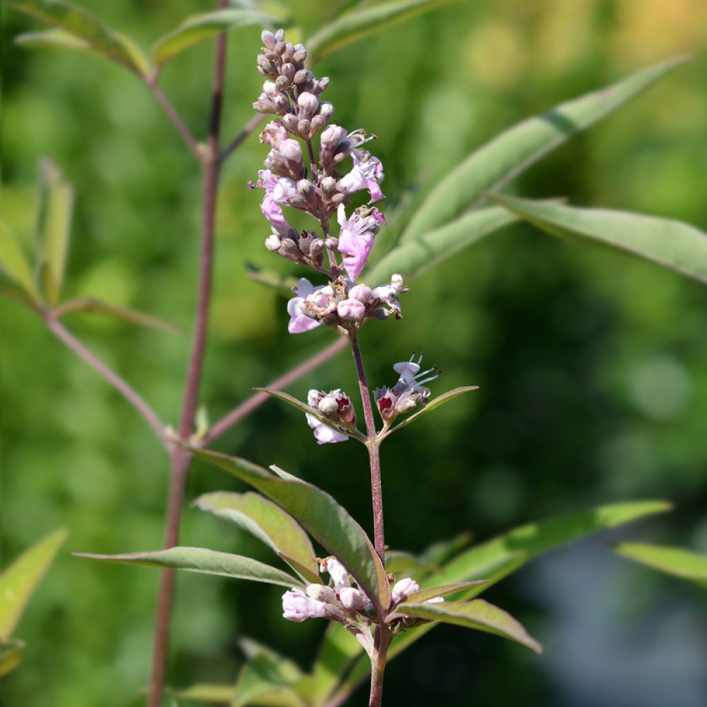 Vitex agnus-castus Pink Pinnacle