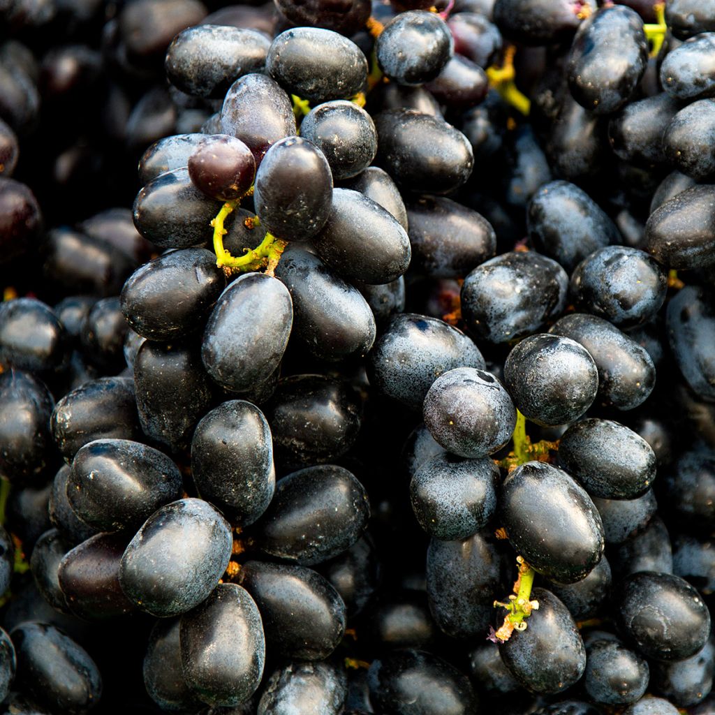 Vigne Black Magic - Vitis vinifera