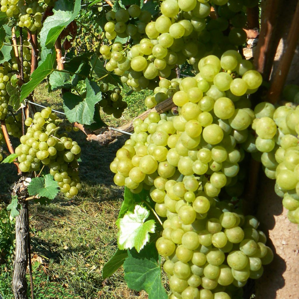 Vigne Solaris - Vitis vinifera