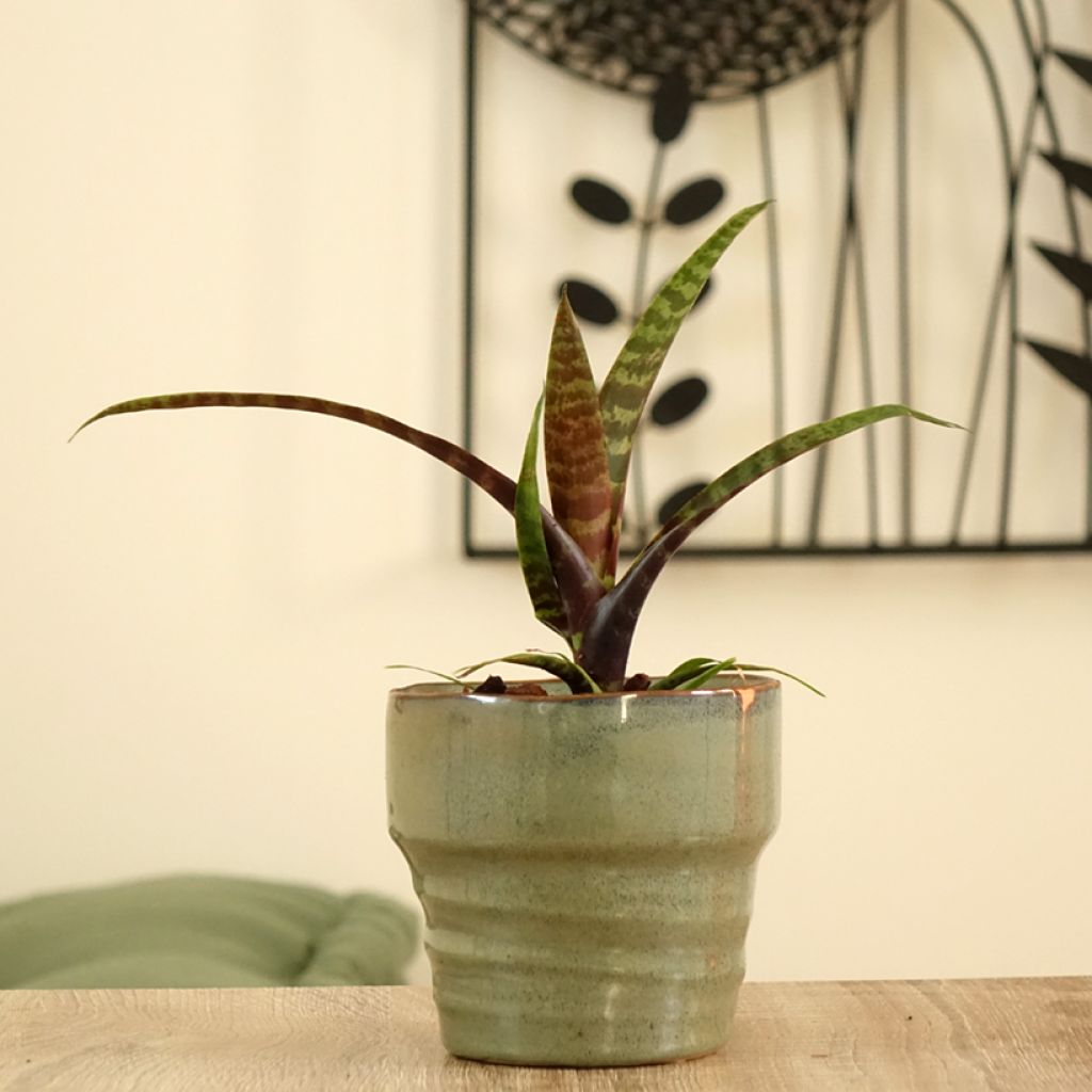 Vriesea Favoriet