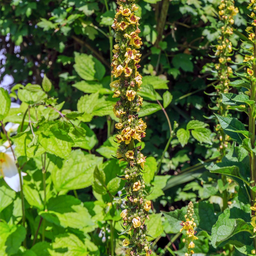 Wachendorfia thyrsiflora - Wachendorfie à thyrses