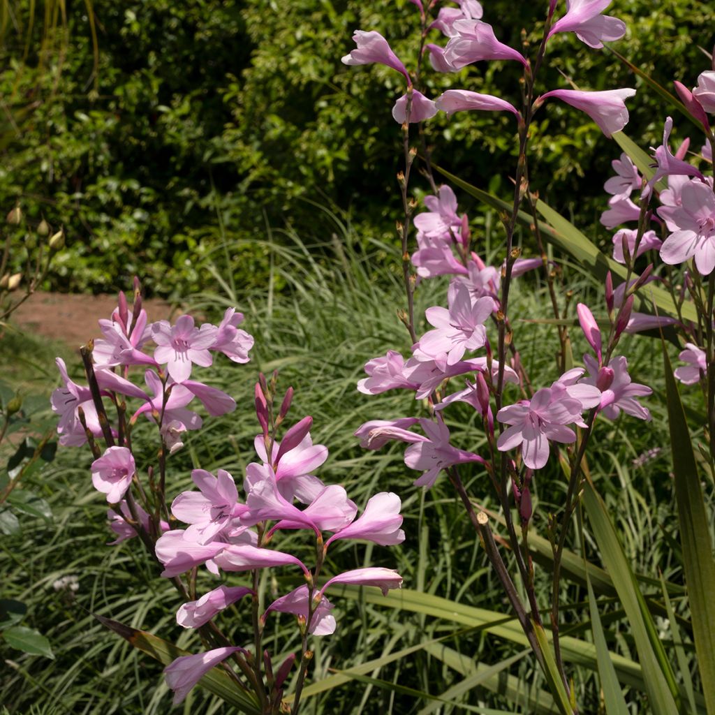 Watsonia borbonica - Watsonie de Bourbon