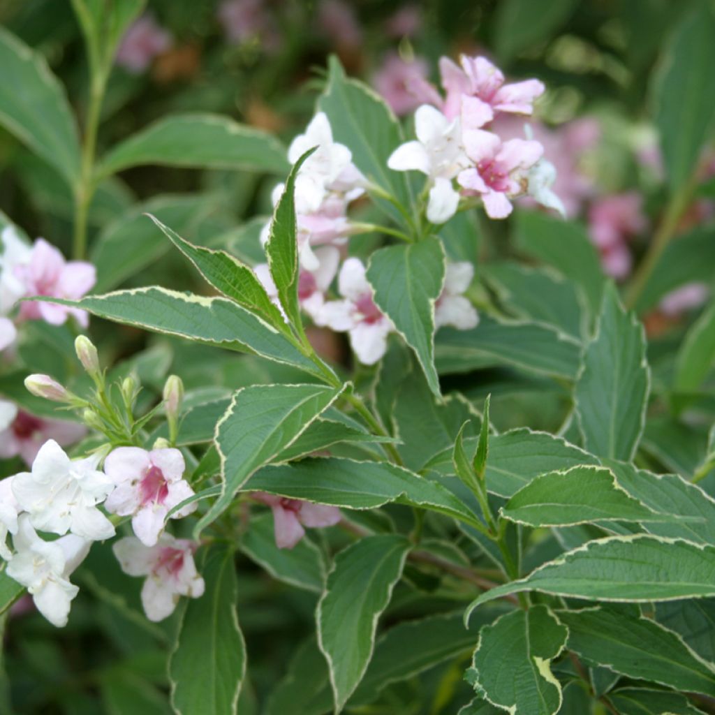 Weigela Splendid