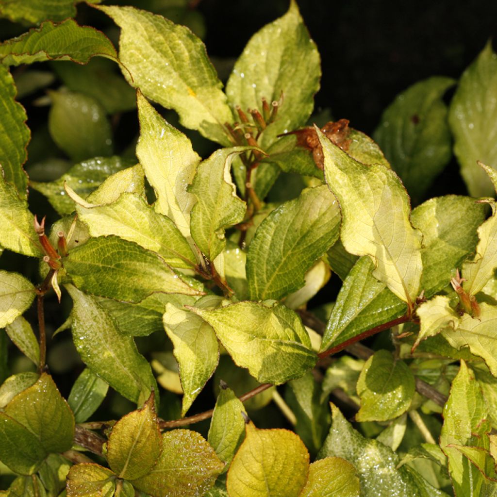 Weigela florida Ghost