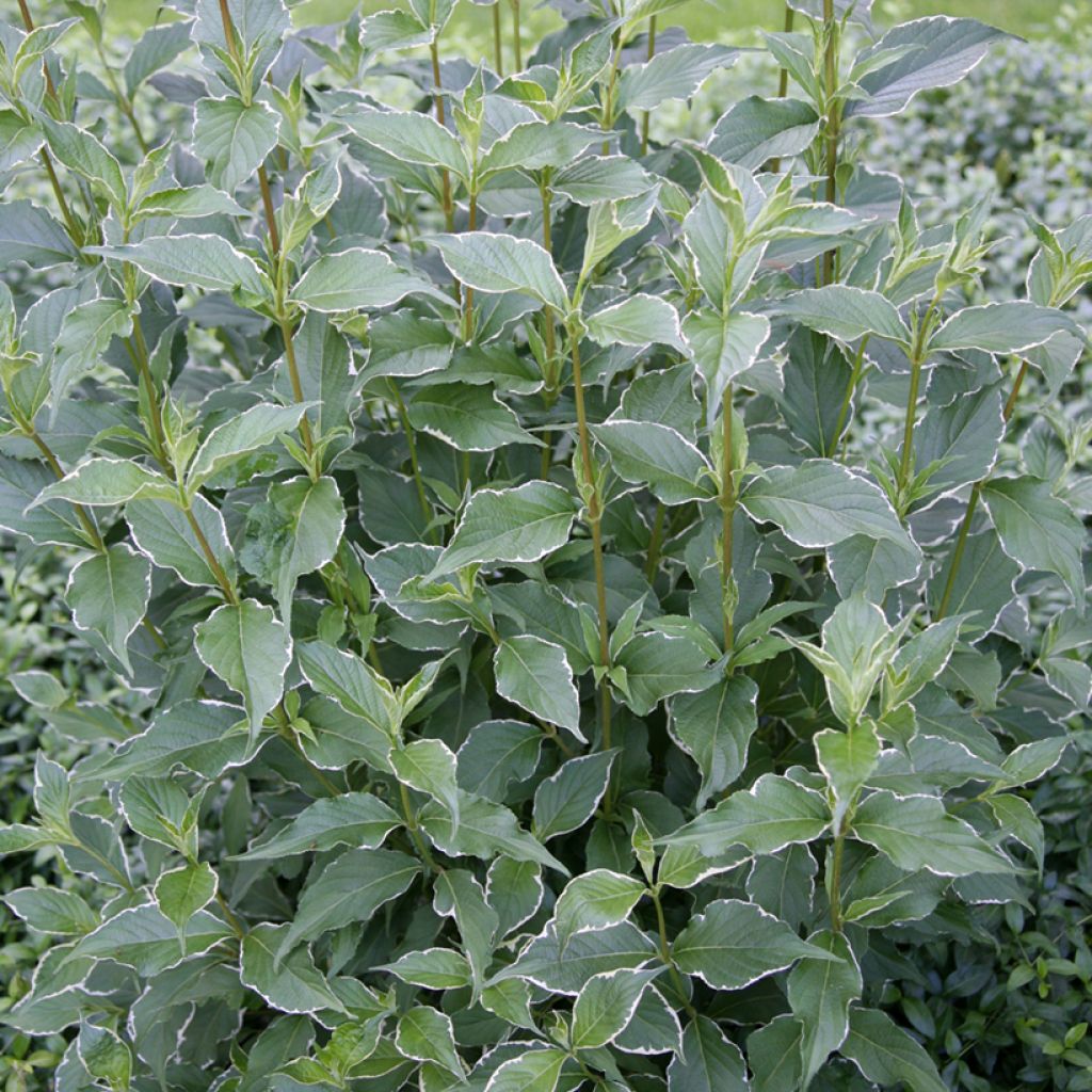 Weigela florida Suzanne