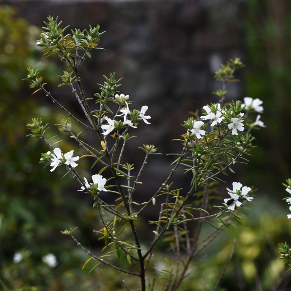 Westringia fruticosa Blanc - Romarin d'Australie