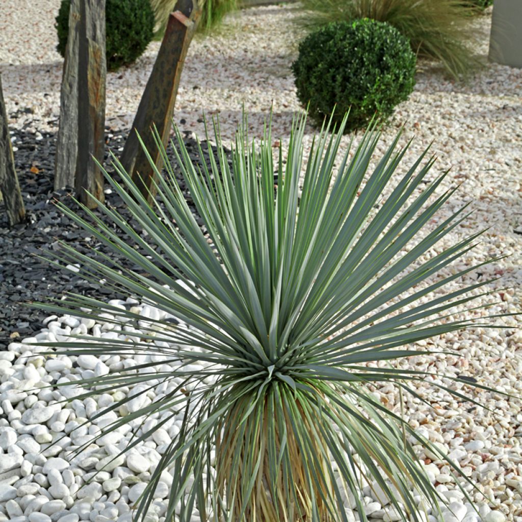 Yucca hybride French Flag