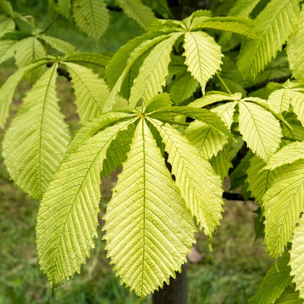 Aesculus hippocastanum Hampton Court Gold - Marronnier commun