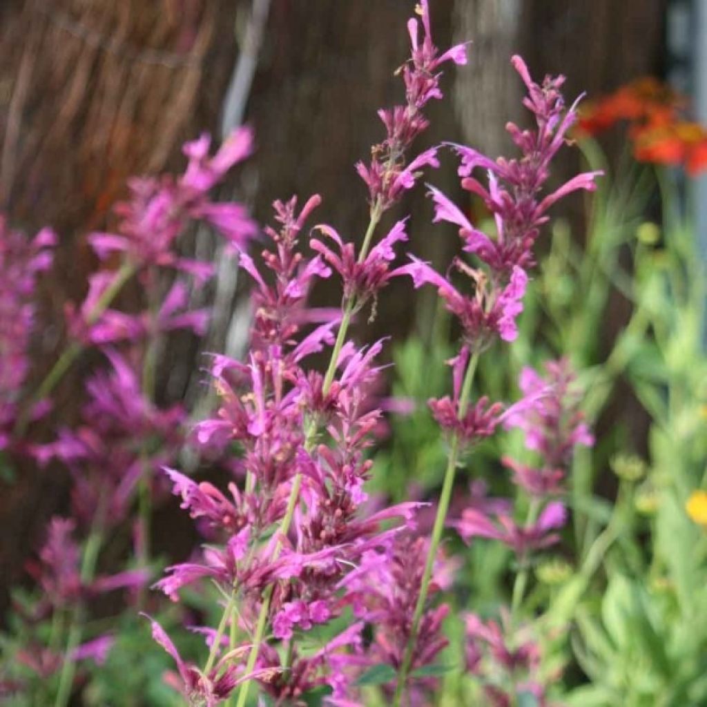 Agastache Summer Love