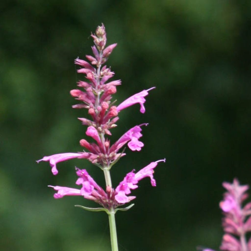 Agastache Summer Love