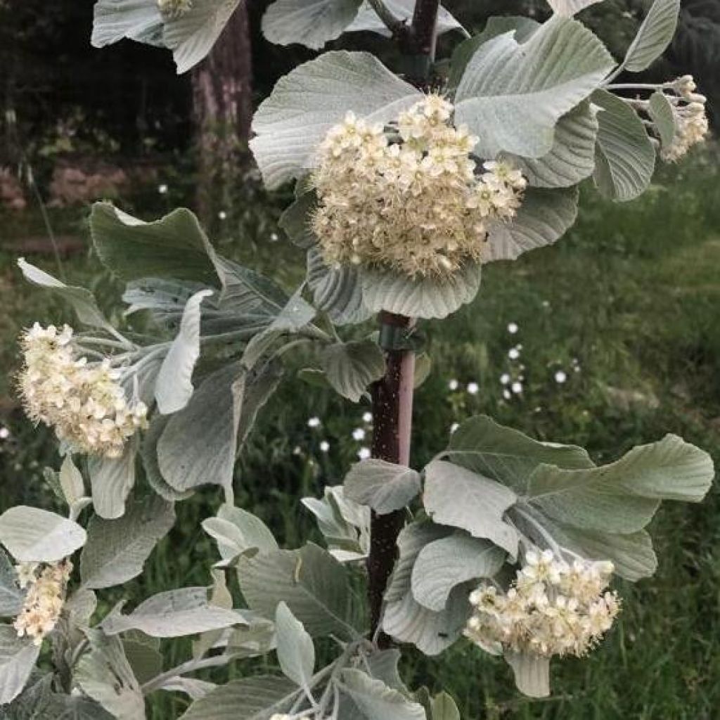 Alisier blanc - Sorbus aria Lutescens