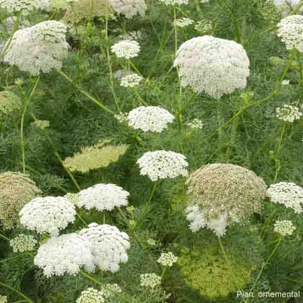 Ammi visnaga The giant