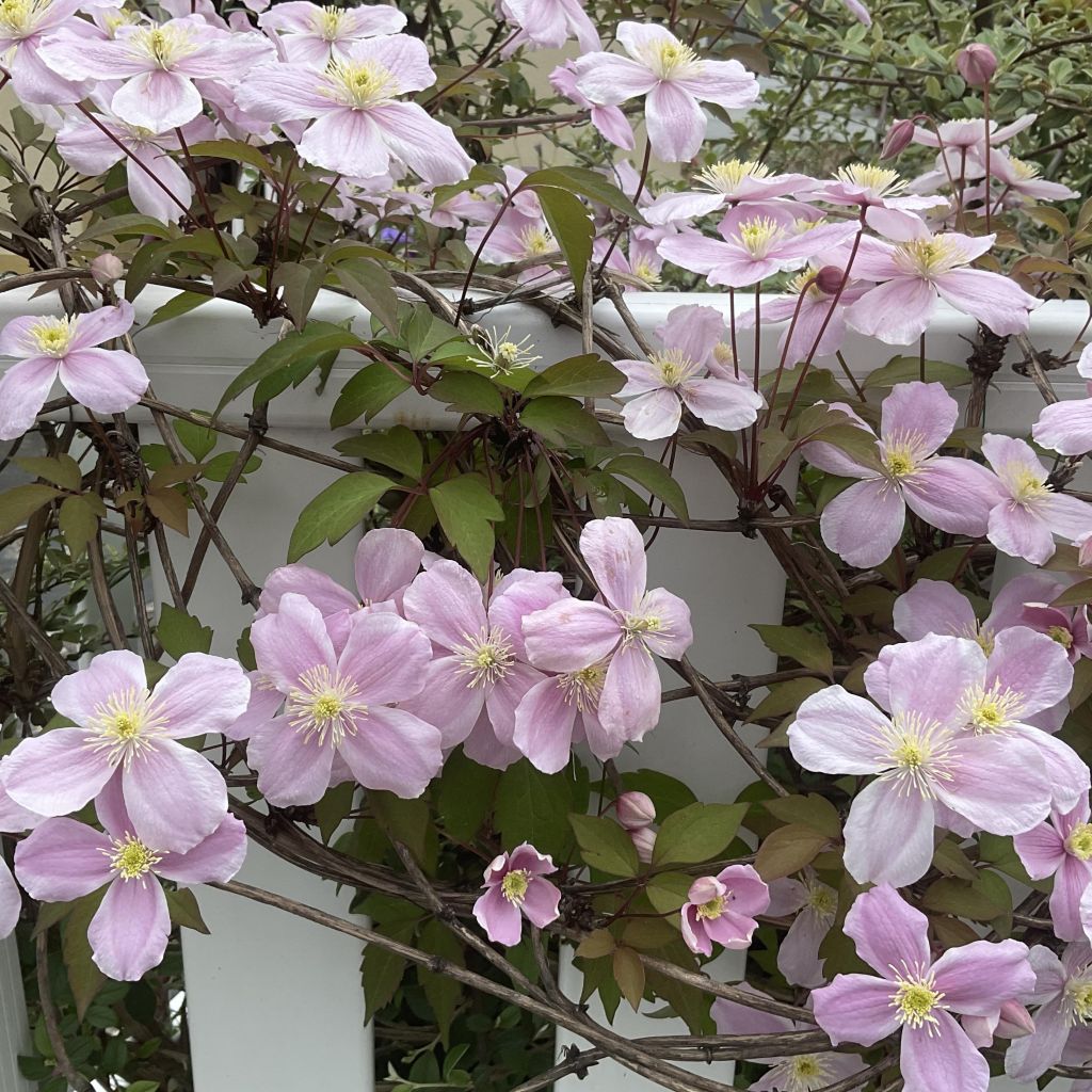 Clématite - Clematis montana Pink Perfection