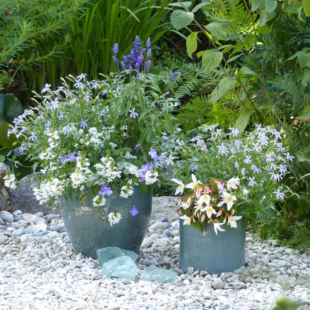 Collection Jardinière Blanc-Bleu, composée de 5 annuelles à