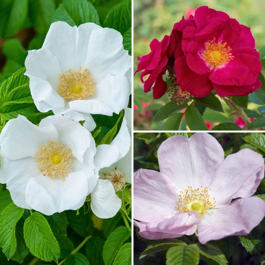 Collection Rosiers rugosa