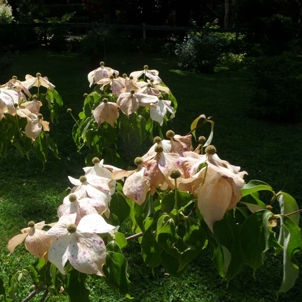 Cornus kousa Galilean - Cornouiller du Japon