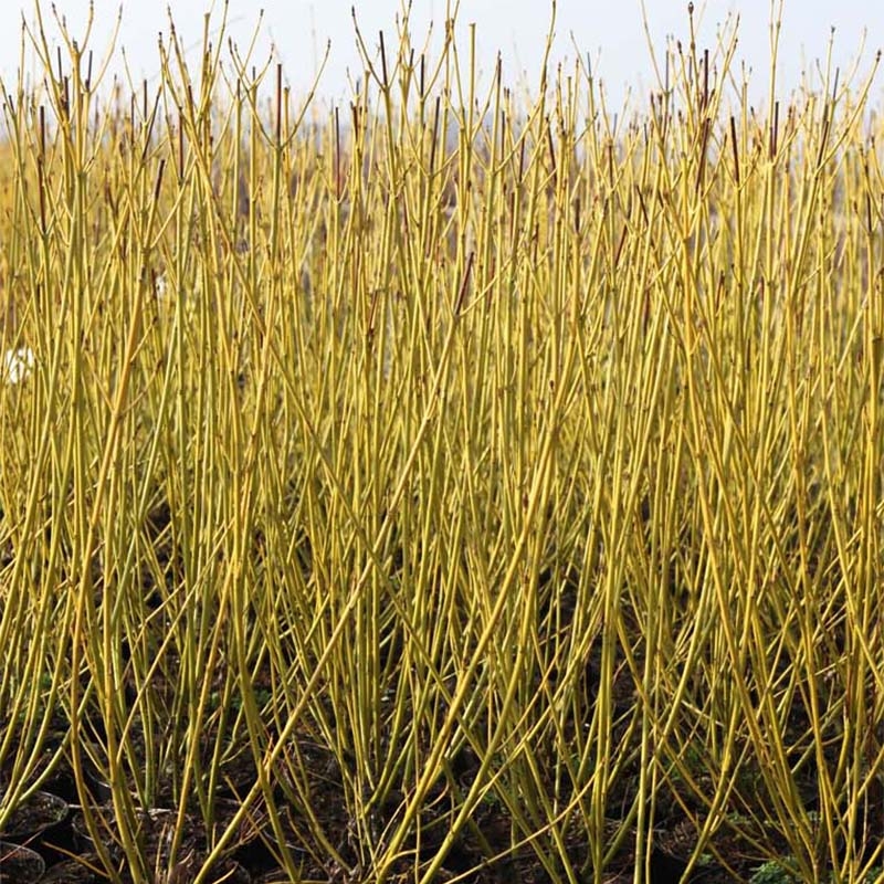 Cornus sericea Budd's Yellow - Cornouiller stolonifère.