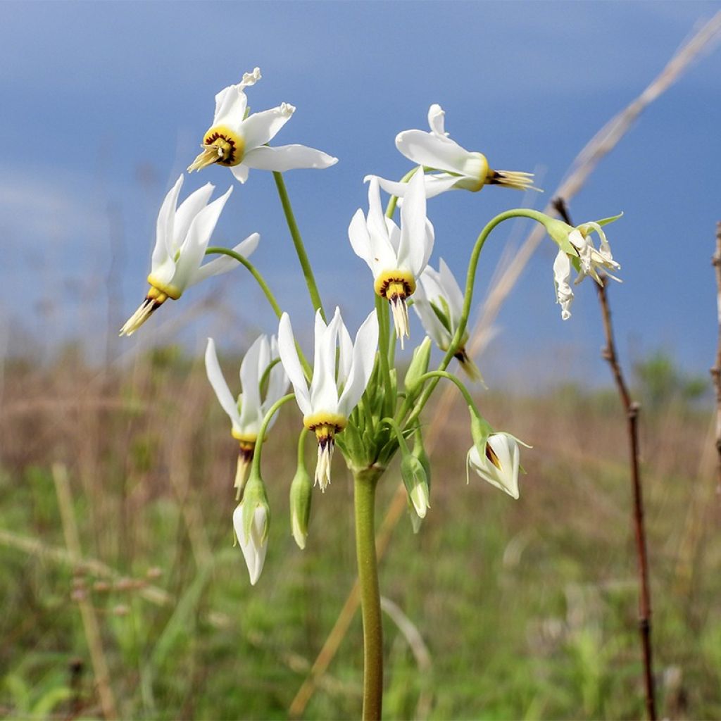 Dodecatheon meadia Album - Gyroselle de Virginie