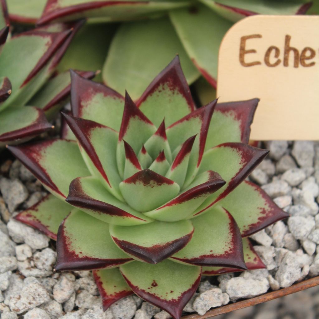 Echeveria agavoides Ebony