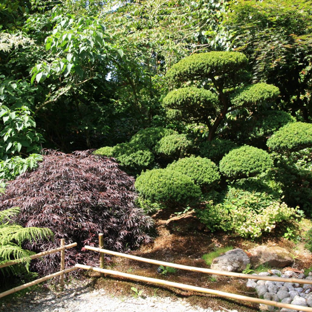 Érable du Japon - Acer palmatum Dissectum Garnet