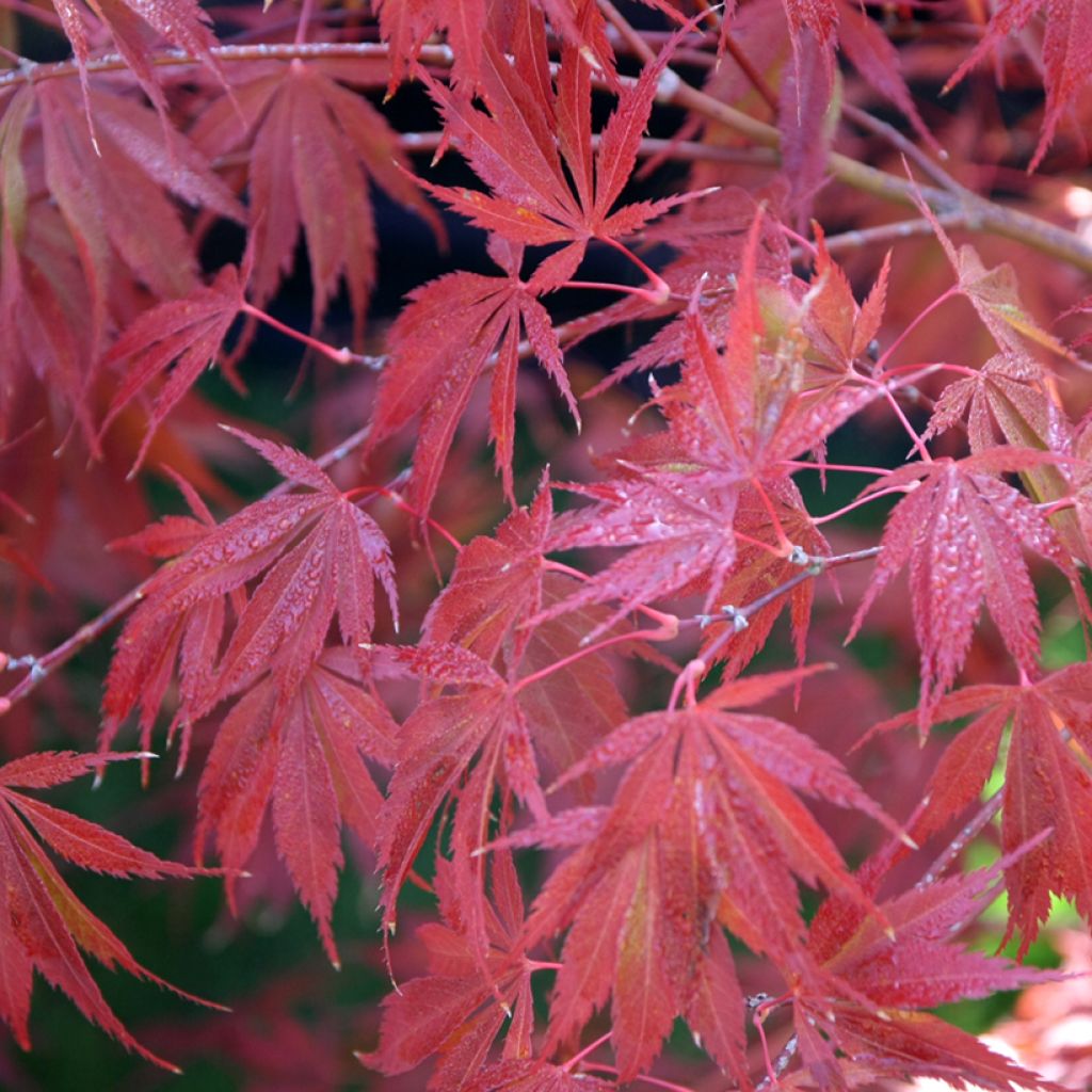 Érable du Japon - Acer palmatum Trompenburg