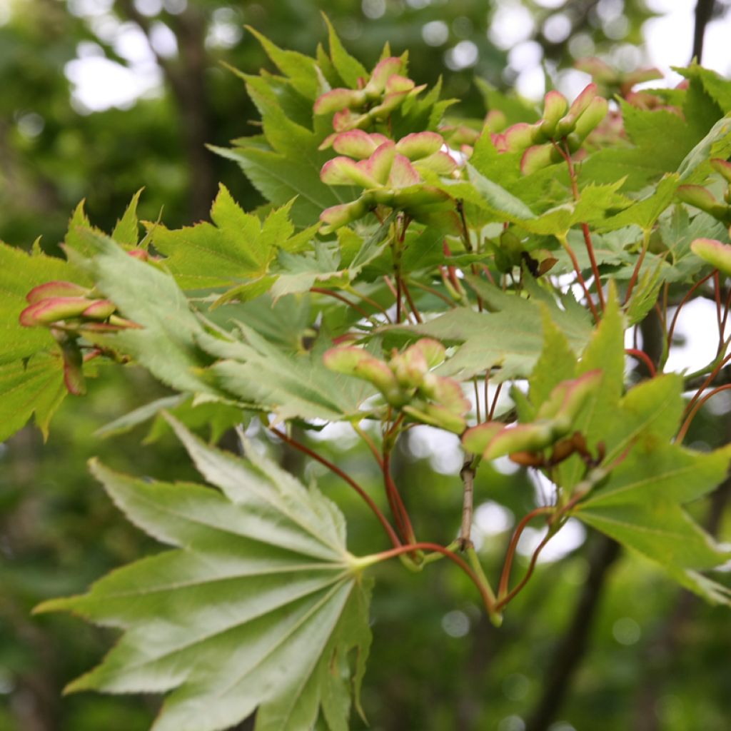 Érable du Japon - Acer shirasawanum Aureum