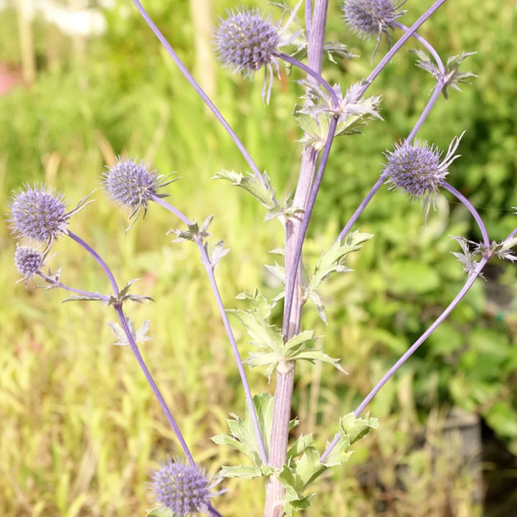 Eryngium planum - Panicaut