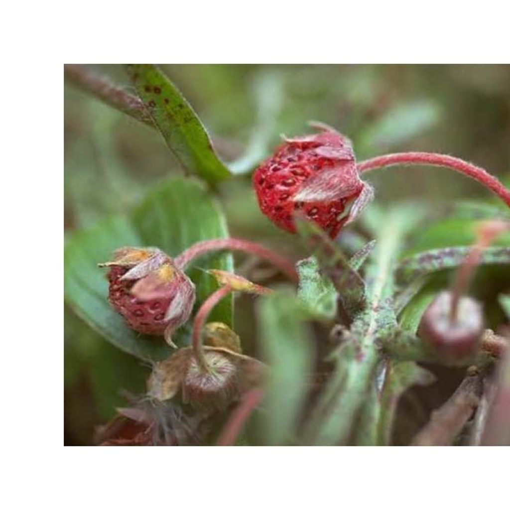 Fragaria chiloensis - Fraise du Chili