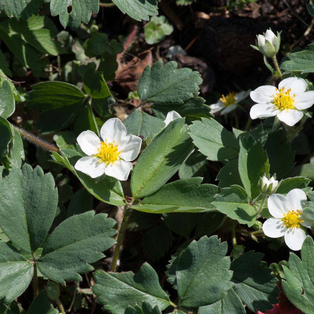 Fragaria chiloensis - Fraise du Chili