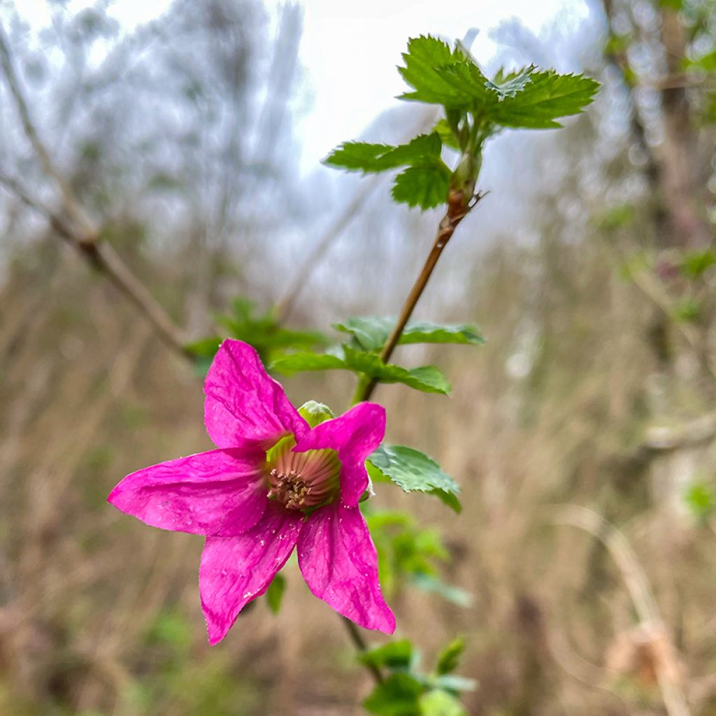 Rubus spectabilis Pacific Rose - Ronce remarquable