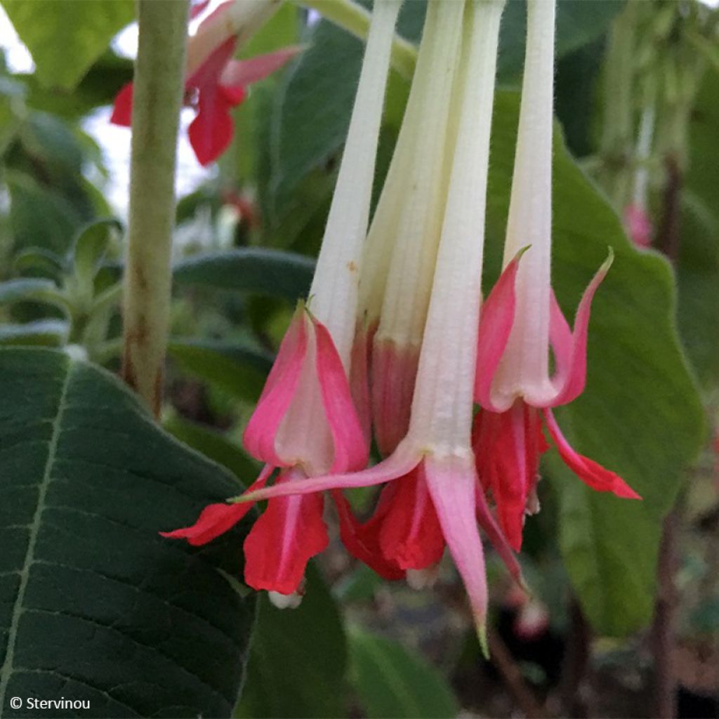 Fuchsia boliviana Alba - Fuchsia de Bolivie