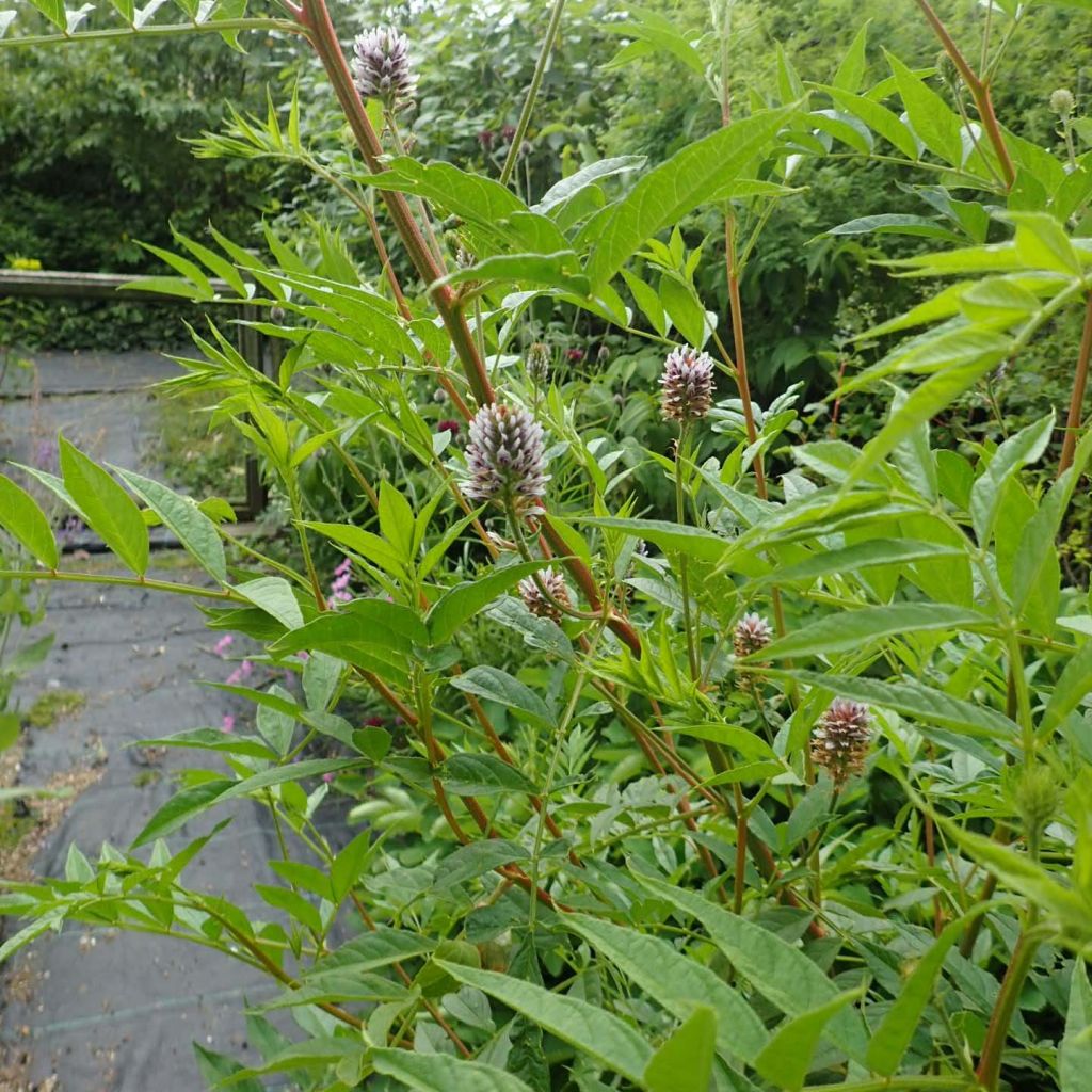 Réglisse du Yunnan - Glycyrrhiza yunnanensis