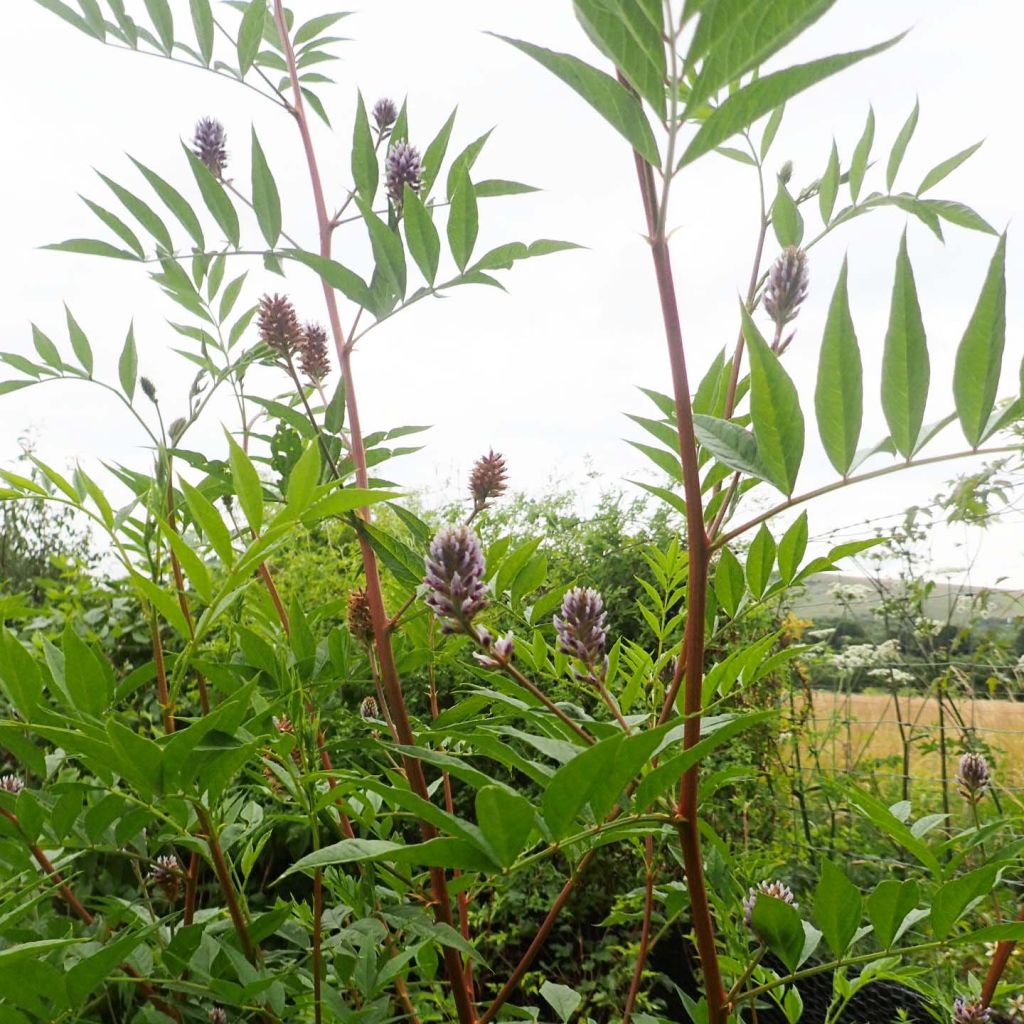 Réglisse du Yunnan - Glycyrrhiza yunnanensis