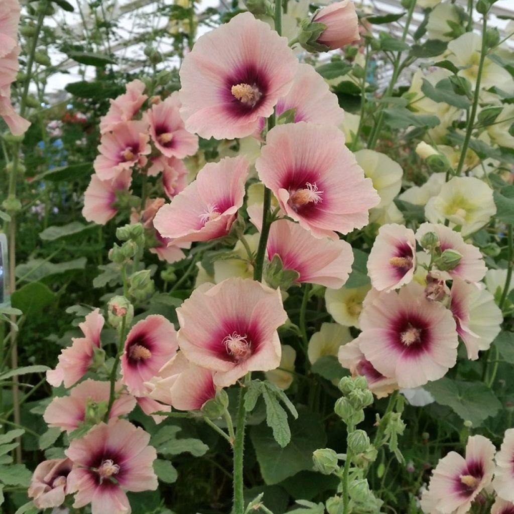 Graines de Rose trémière Halo Apricot - Alcea rosea