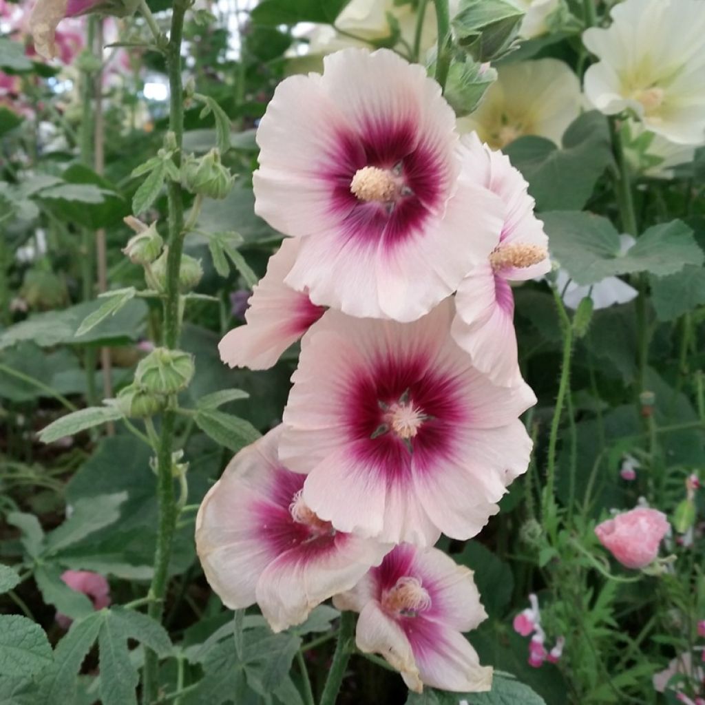 Graines de Rose trémière Halo Apricot - Alcea rosea