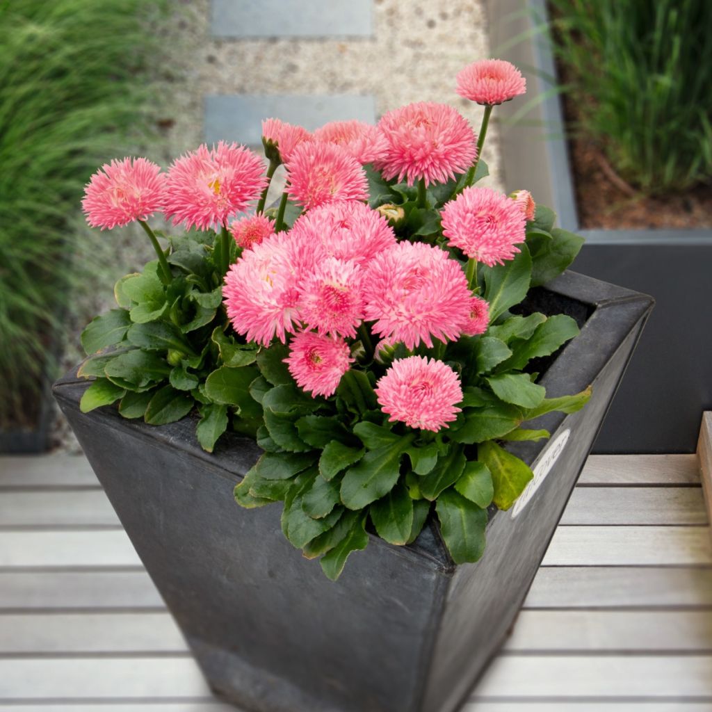 Graines de Pâquerette Robella enrobées - Bellis perennis