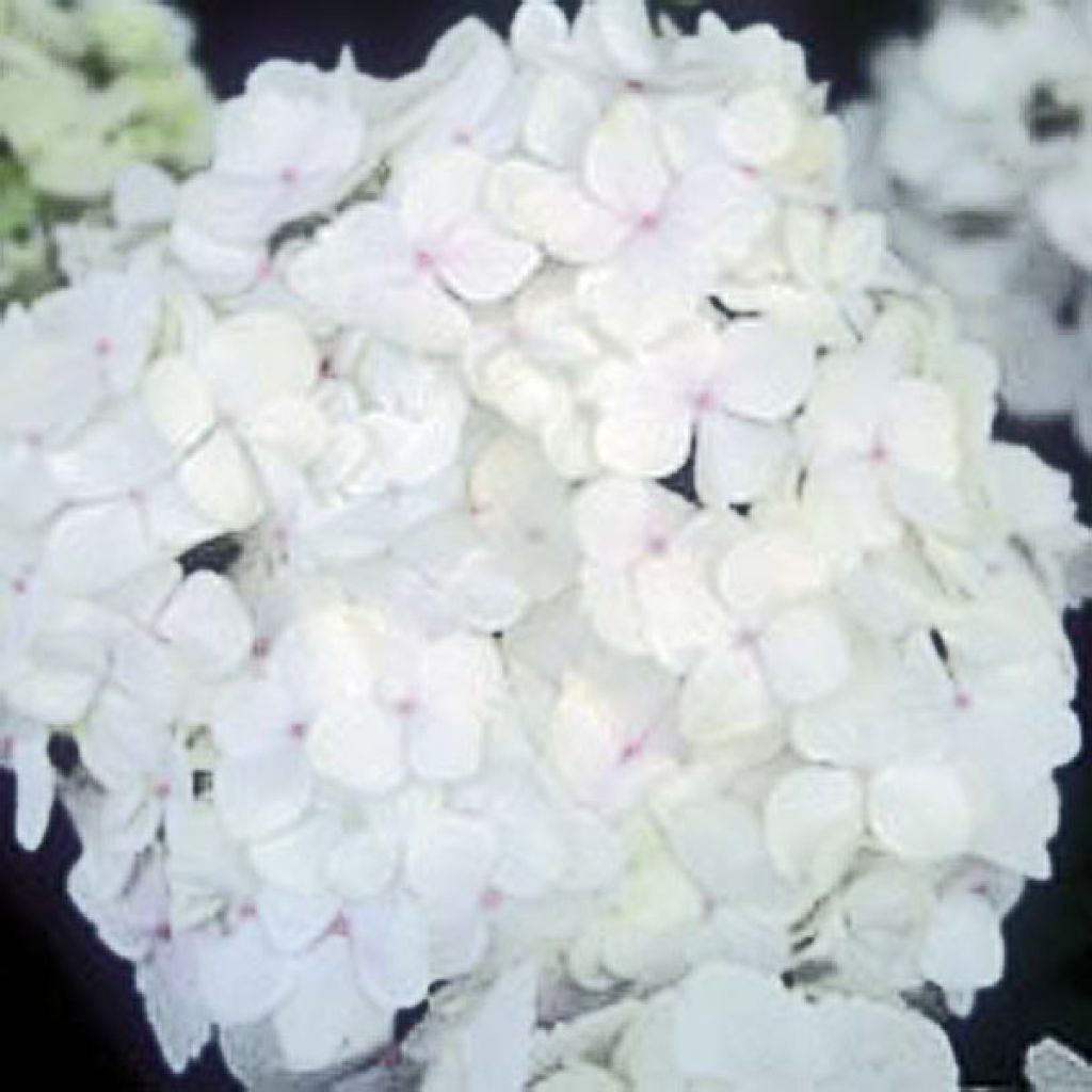 Hortensia Bichon Blanc