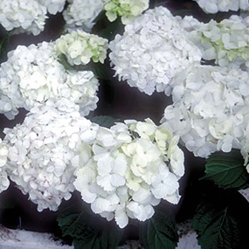 Hortensia Bichon Blanc