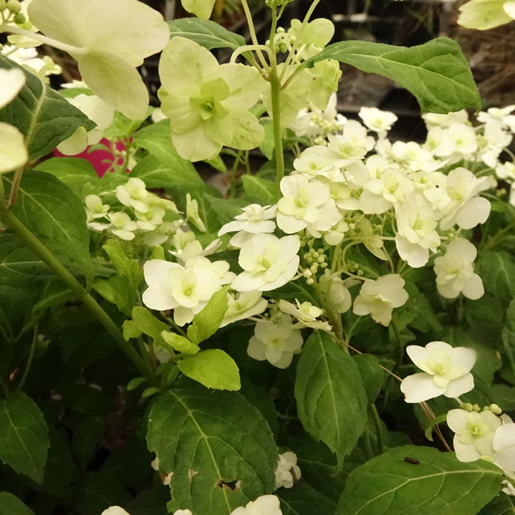 Hortensia - Hydrangea serrata White on White