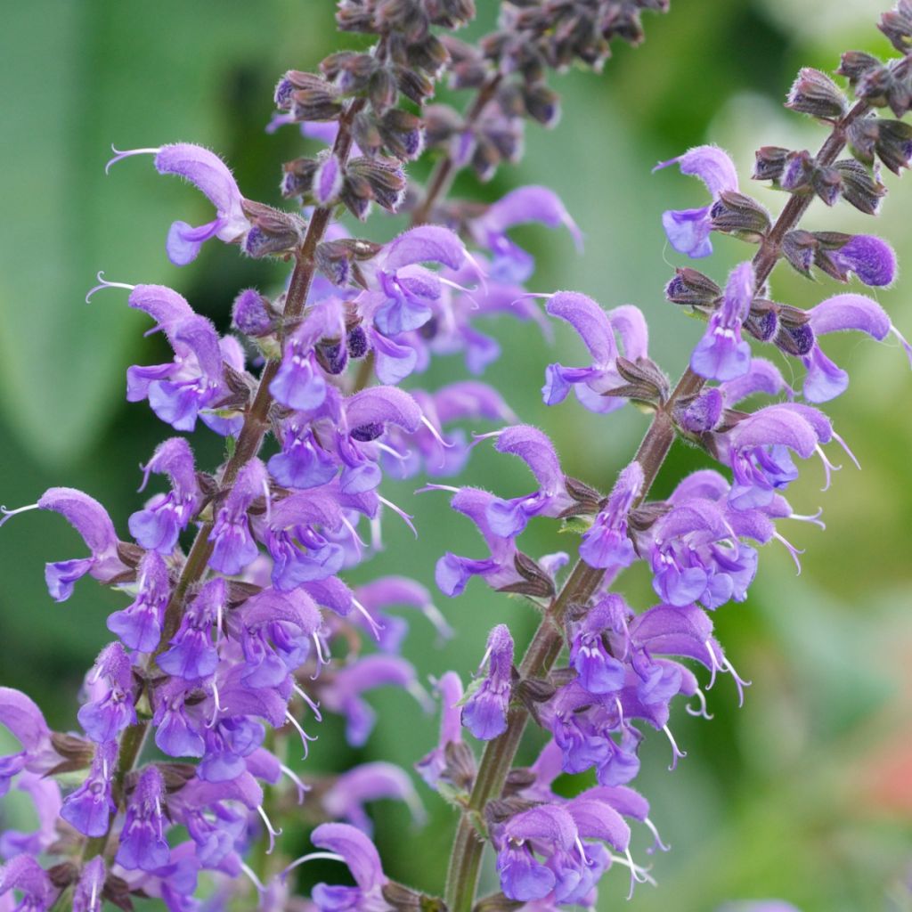 Sauge - Salvia sylvestris Rhapsody in Blue