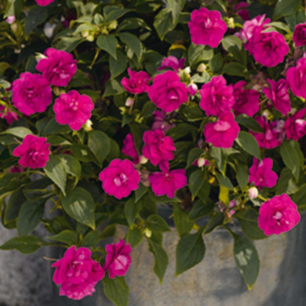 Impatiens Double Walleriana rose foncé