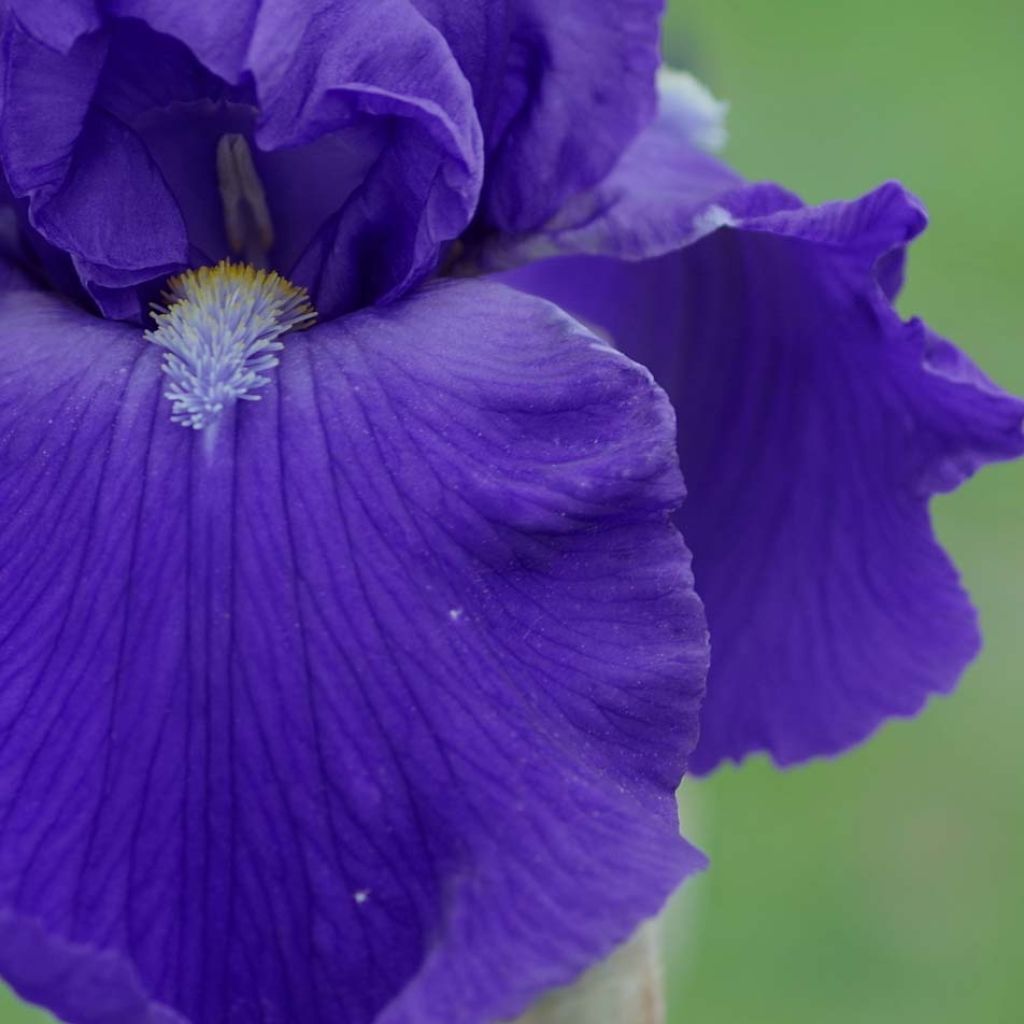 Iris germanica Bleu de Gien - Iris des Jardins