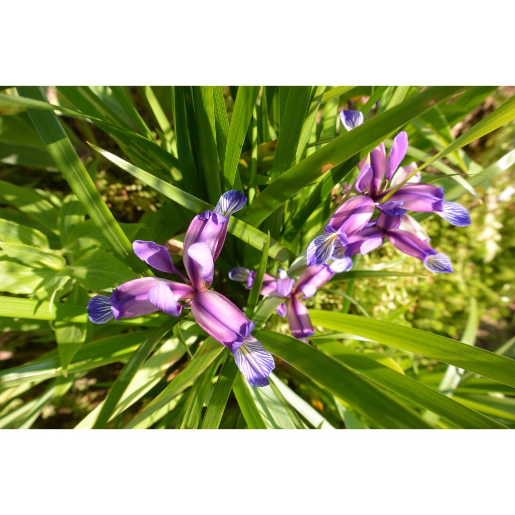 Iris graminea - Iris à feuilles de graminée